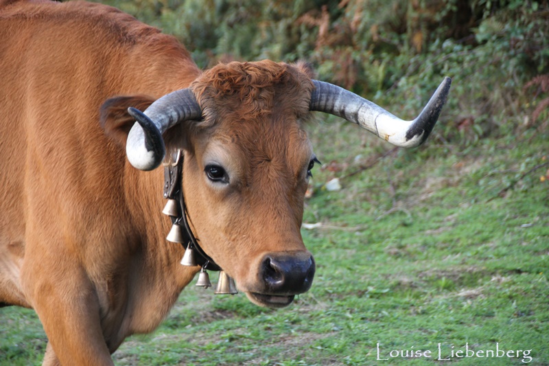 Predator Friendly Ranching Part 4 Portugal and the cows
