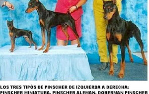 Los tres tipos de pinscher