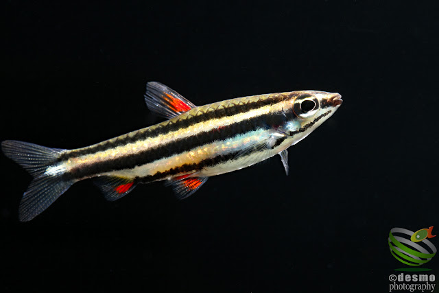 Nannostomus marginatus