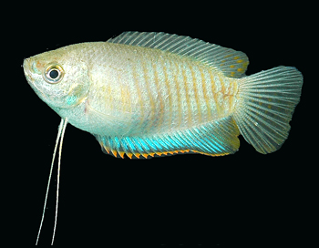 Shamudra Bilash: Betta & Gourami Fish