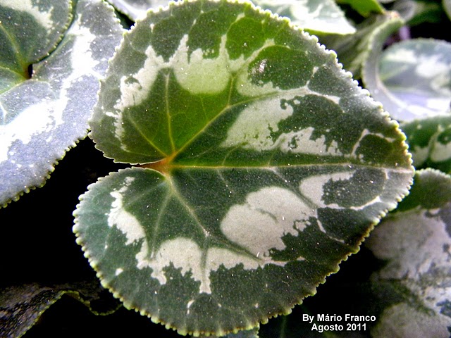 Meu Cantinho Verde: CICLAME - ( Cyclamen persicum )