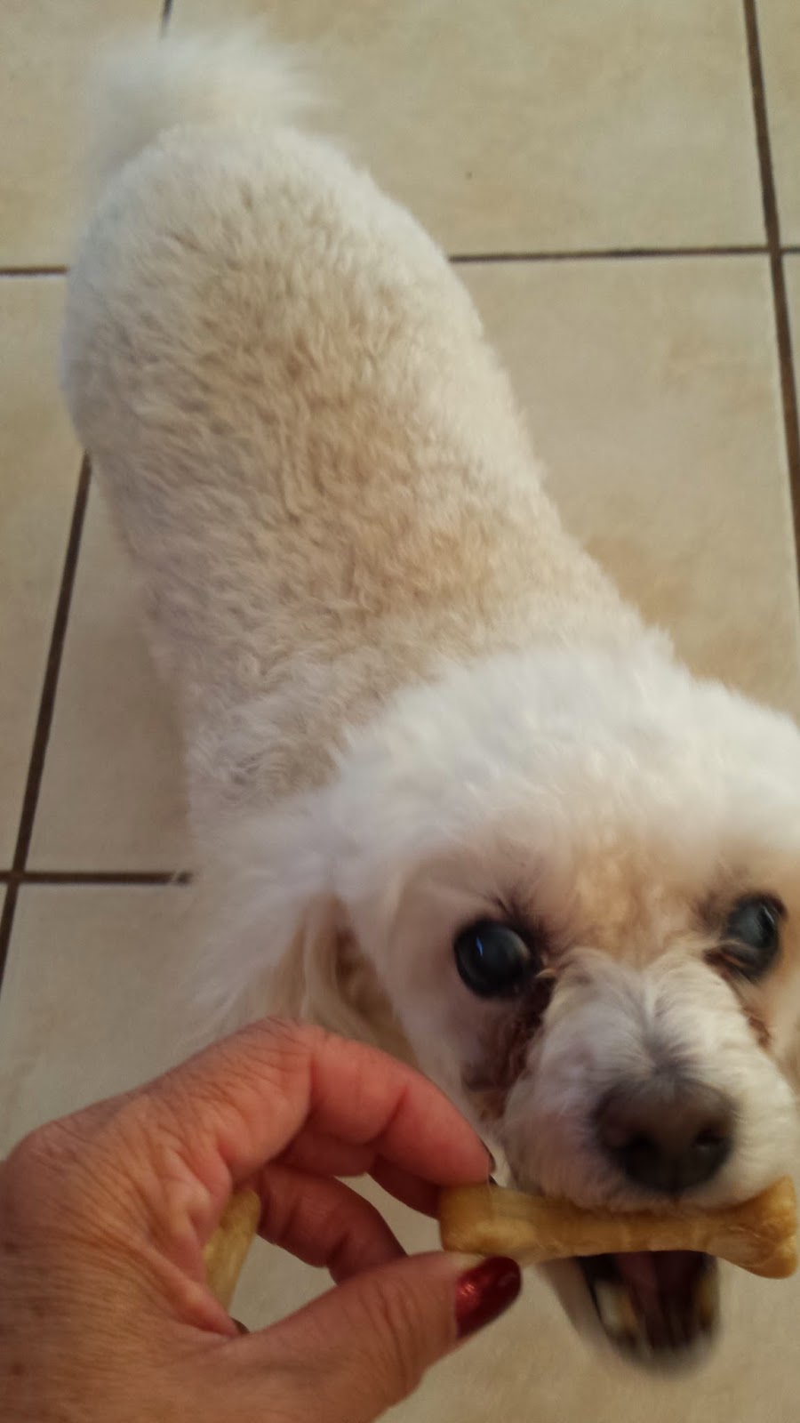 Frugal Shopping and More Blue Buffalo Wilderness Dental Chews Review