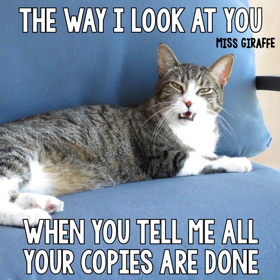 Miss Giraffe's Class Funny Cat Teacher Pictures