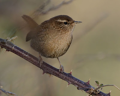 Cargolet (Troglodytes troglodytes)