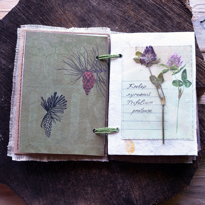 Ботаническая папка что это такое. Идеи для гербария в тетради. Блокнот для гербария. Идеи альбомов для гербария. Гербарий дневник.