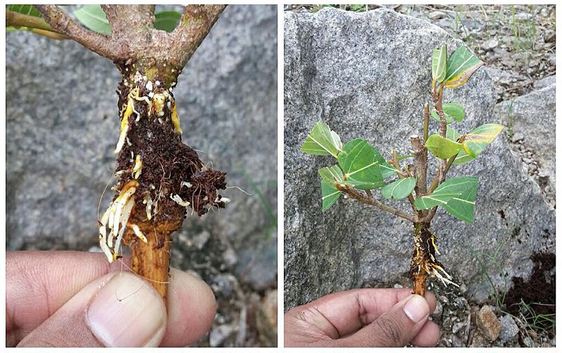 Instant Bonsai For Everyone Air Layering On A Big Cluster Fig Tree On Site