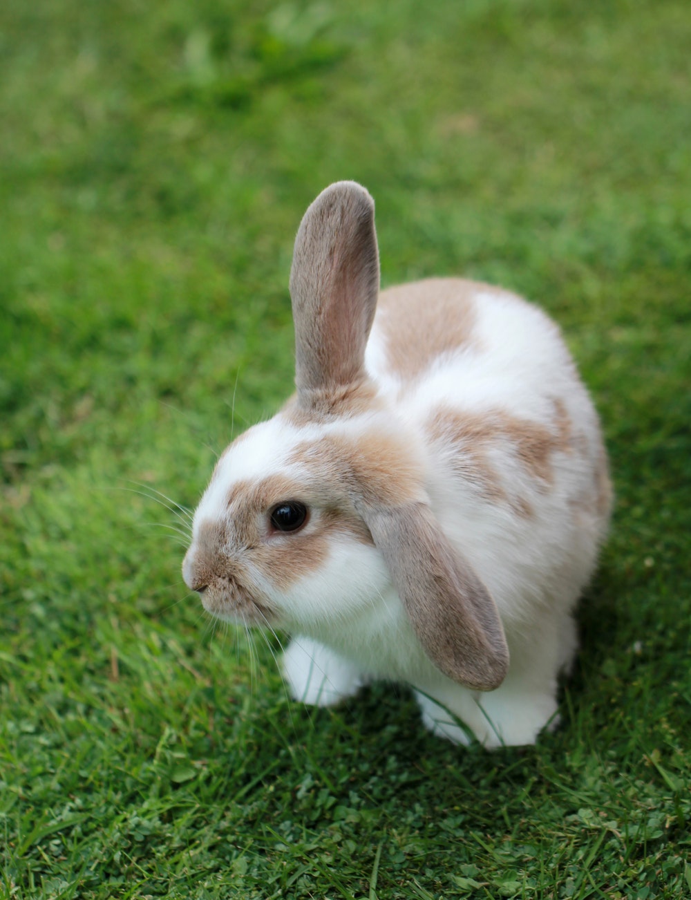 rabbit images