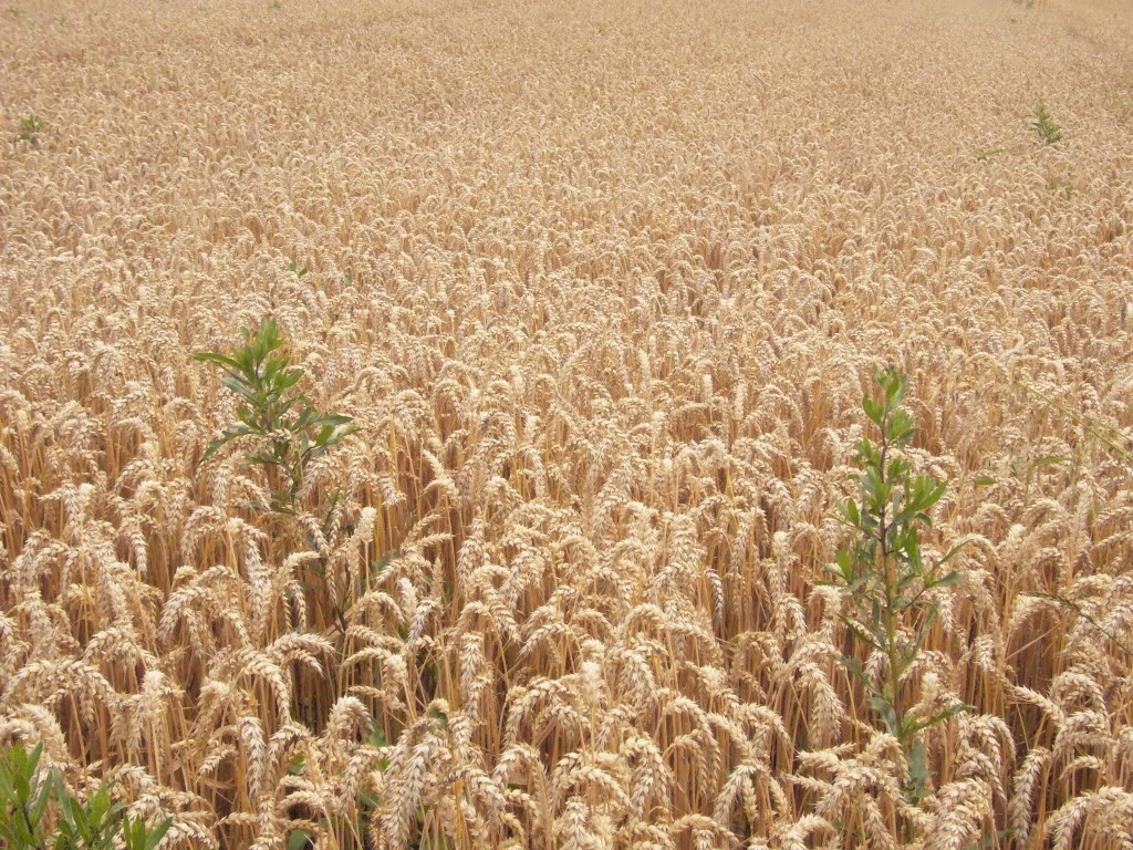 Ngày 23.07.2017: CHÚA NHẬT TUẦN 16 THƯỜNG NIÊN NĂM A Ngày 23.07.2017: CHÚA NHẬT TUẦN 16 THƯỜNG NIÊN NĂM A