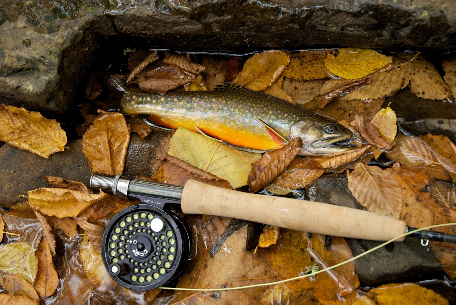 Kevin DuBois Travel and Photography Trout Fishing in Western VA