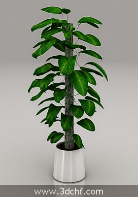 free 3d model plant