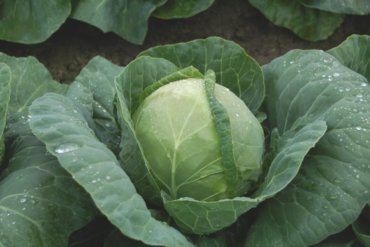 Learn How to a Cabbage Farmer in Nigeria YORRU CASH