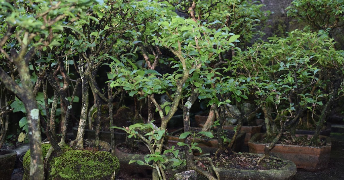 BONSAI ART AND HOME GARDENING MY MOLAVE BONSAI MINIFOREST