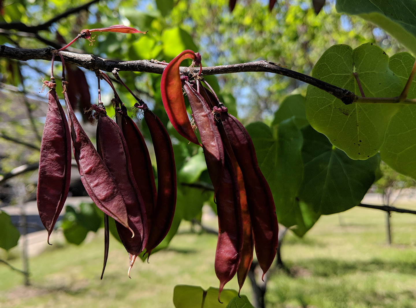 The Foraged Foodie How to identify and forage redbud early spring