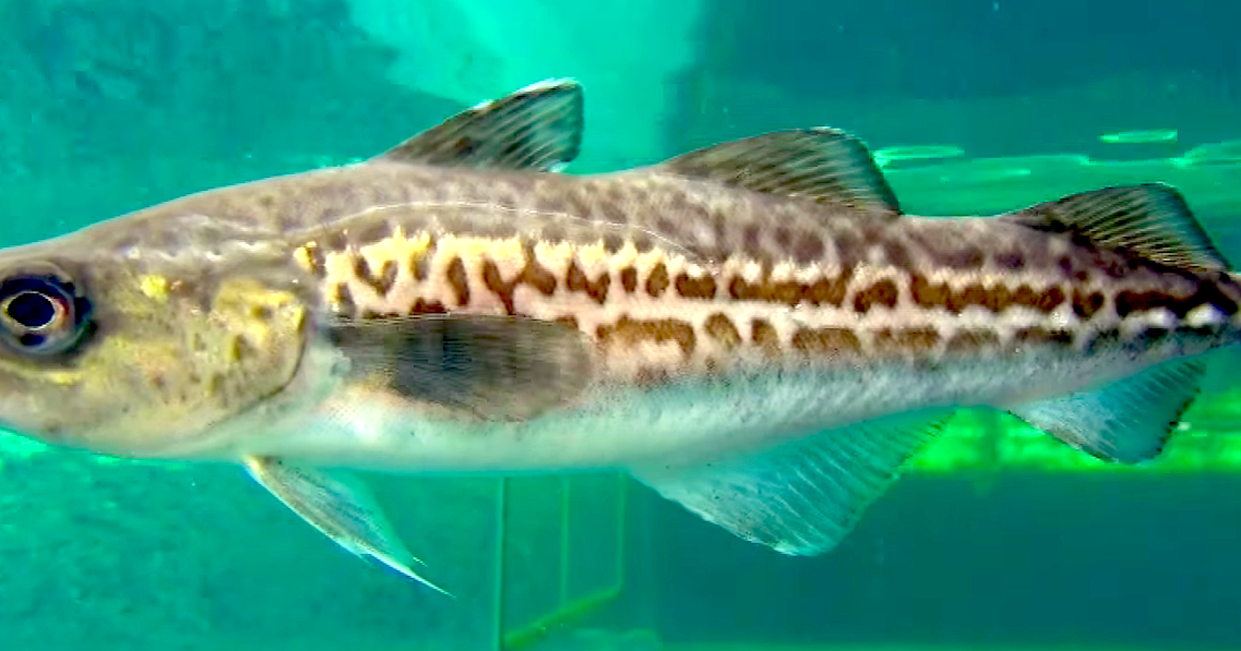 Aquarium Movies Japan Archive 生きている魚図鑑 スケトウダラ Alaska Pollock Gadus Chalcogrammus