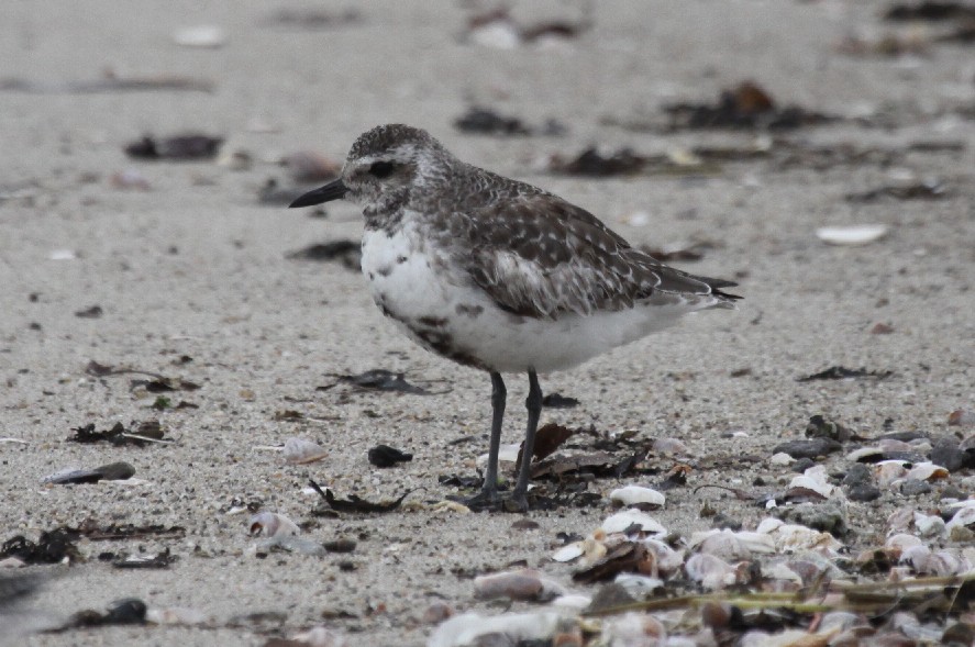 New England Coastal Birds Oct. Shorebirds & Seabirds; Seven days CT to