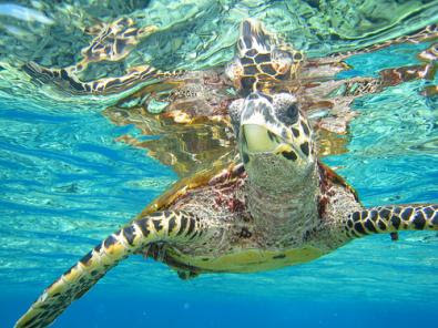 tartaruga-seychelles