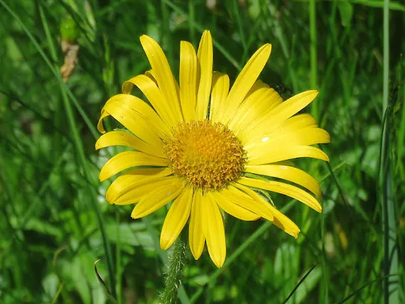 Omieg kozłowiec (Doronicum clusii (All.) Tausch) omieg