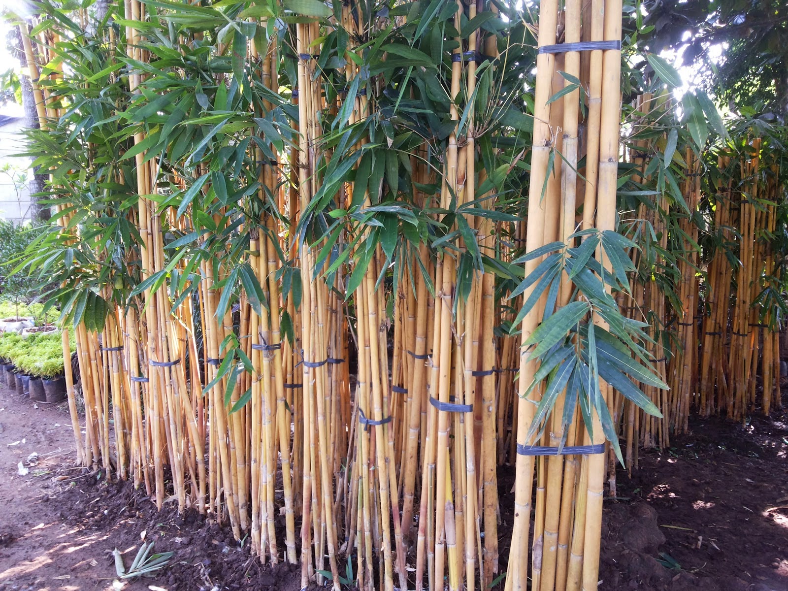 Jual Pohon Bambu  Kuning Murah  Supplier Pohon Bambu  Panda 