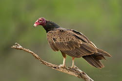 texas bird south seen couple nice
