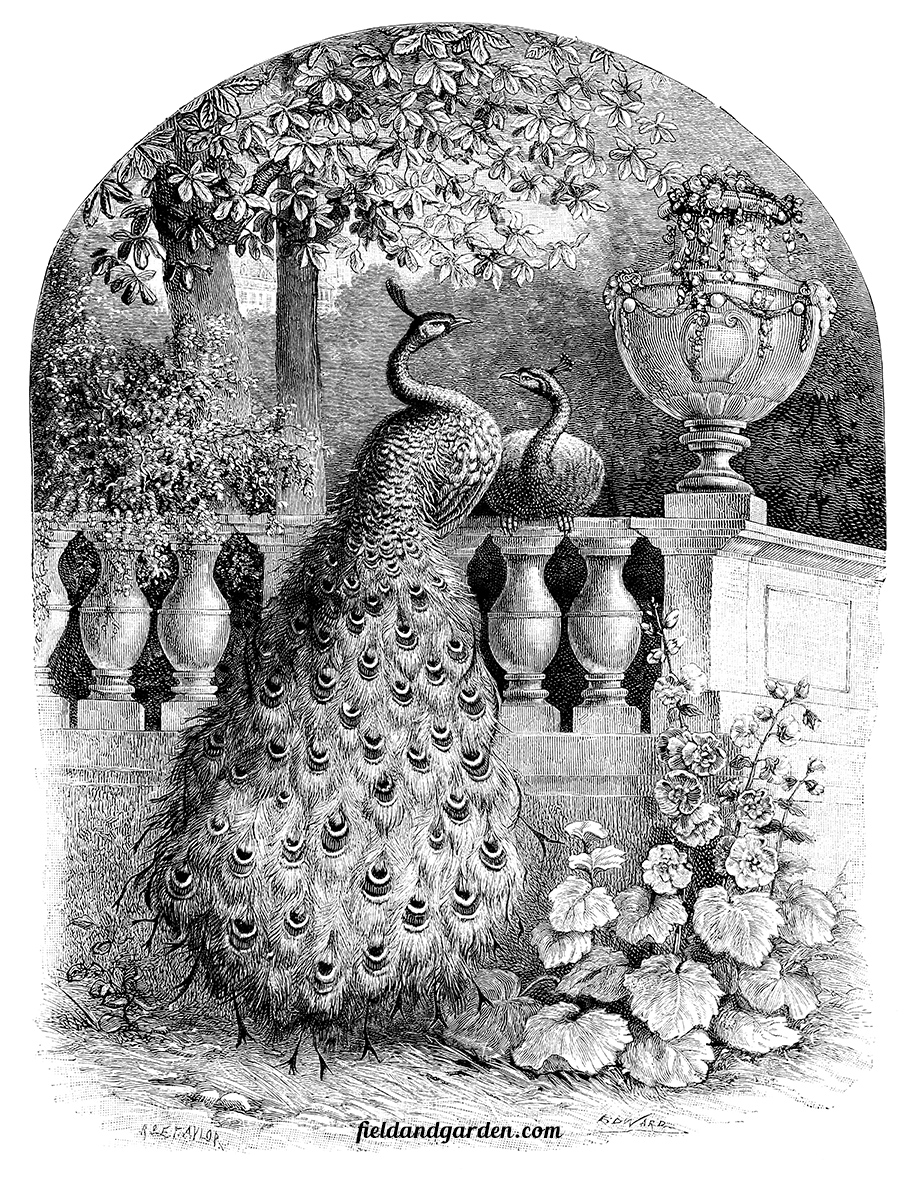 Field Garden Free Vintage Illustration For Crafts Garden