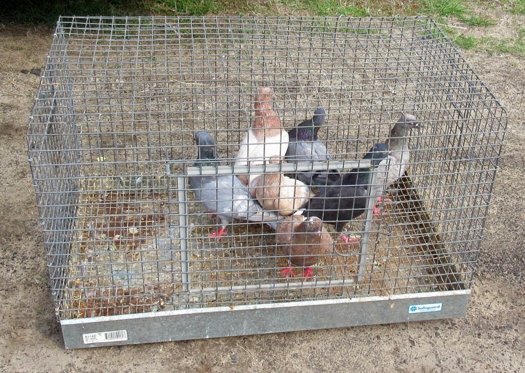 Windswept Adventure Small Animal Swap Meet In Louisville, New York