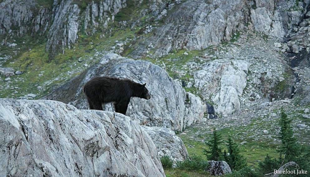black bear in camp