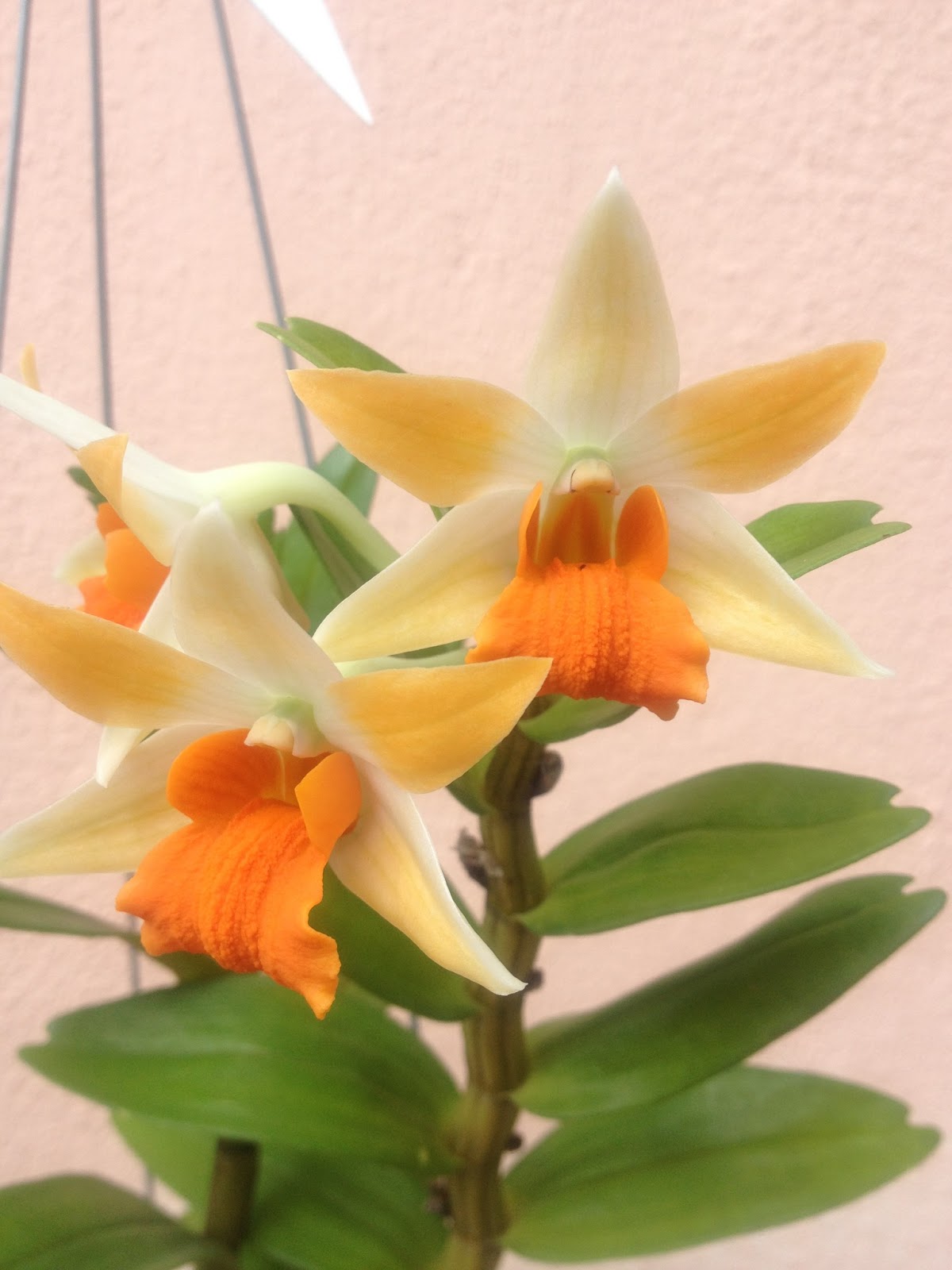 Lee's Orchid Dendrobium Frosty Dawn 'Wings Of Gold'