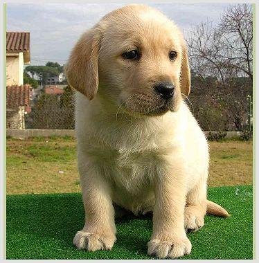 perro-labrador-cachorro.jpg