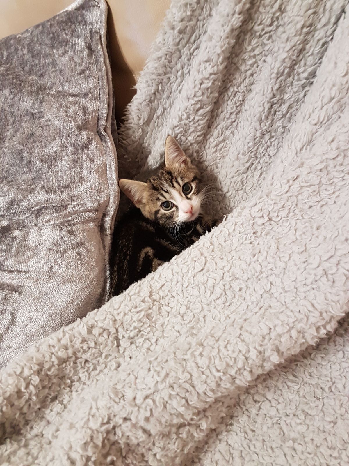 Cats Protection Bridgend Facrbook Cats Protection Bridgend Facrbook