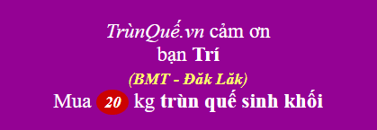 Trùn quế Buôn Ma Thuột