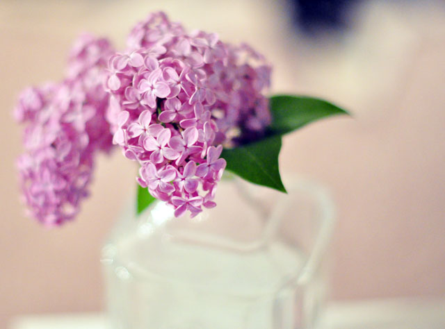 fresh cut lilacs, flowers as decor