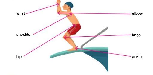 ALL ABOUT US: THE HUMAN BODY