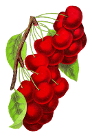 vintage cherry botanical illustration image botanical art cherry fruit illustration vintage digital clipart image