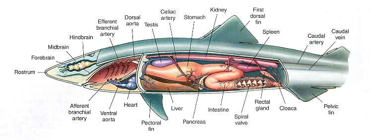 Sharks are AWESOME part 2!! - Science in the City