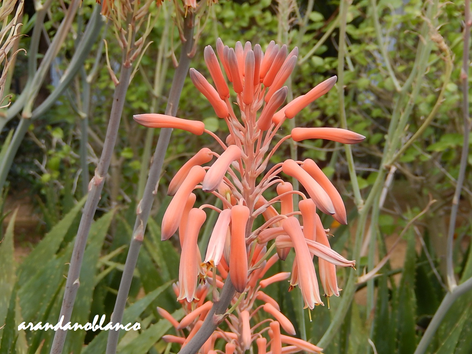 arbustosensevilla-encinarosa: Aloes - Sábila - Acibar
