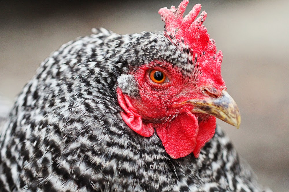 sassafras chicken details macro photography farm photography