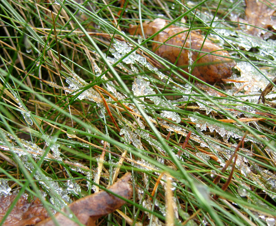 frost, иней на траве