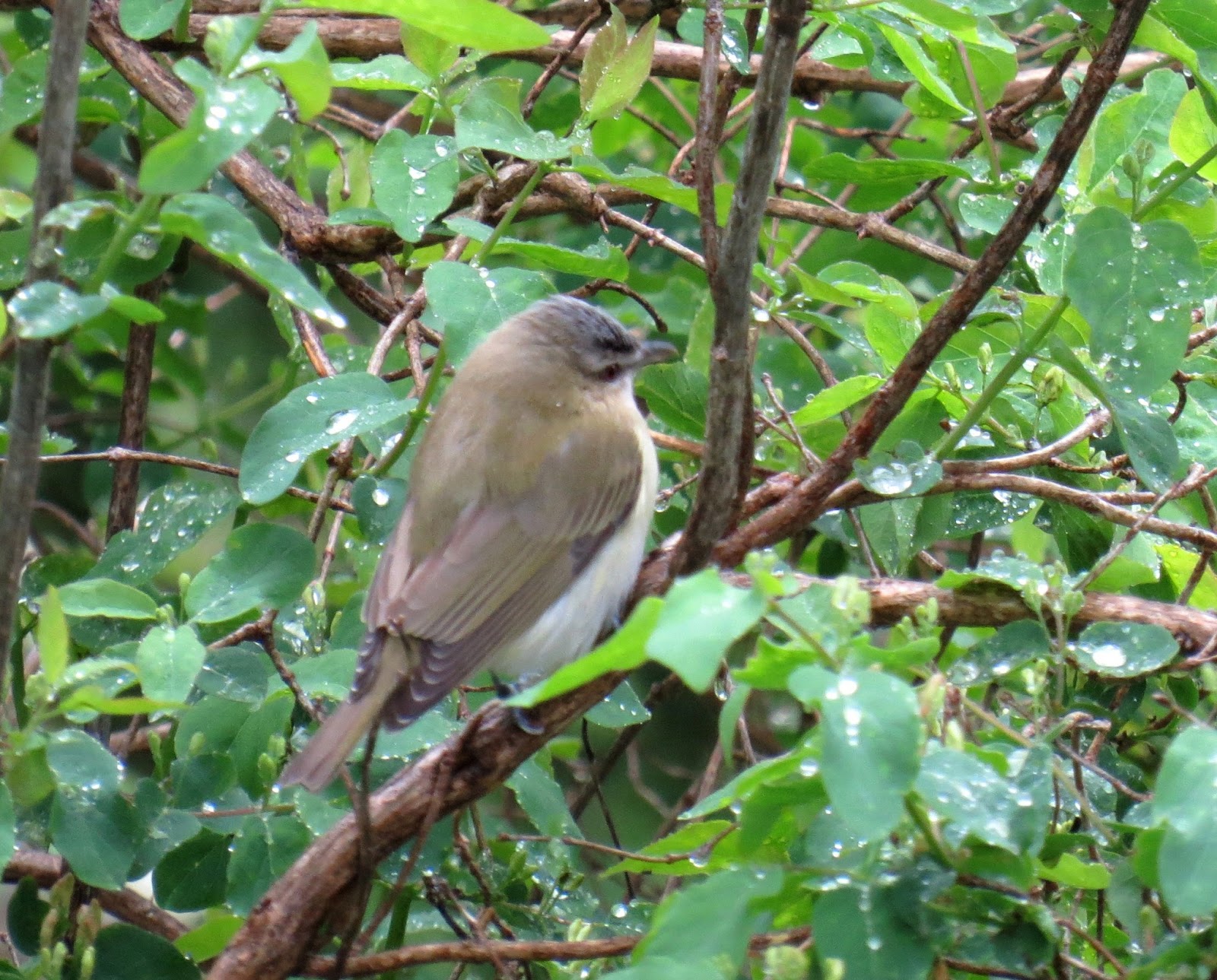 LGB's Nature Photos Redeyed Vireo