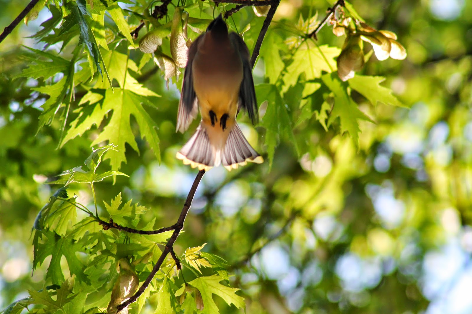 Migration of the Cedar Wax Wing - Easy Life Meal & Party Planning 