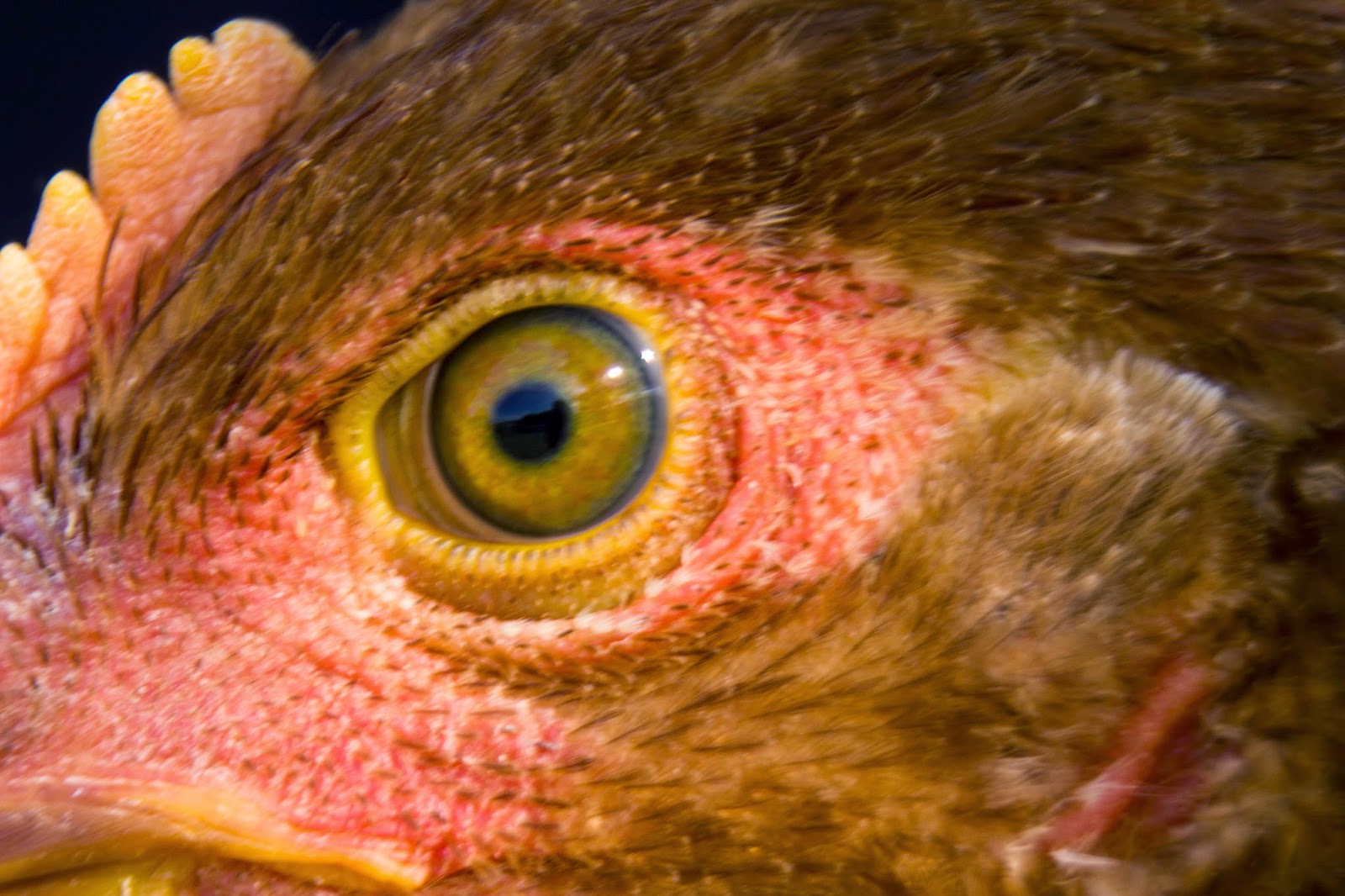 Here’s what happens when you rewind the clock on chicken domestication Animal be