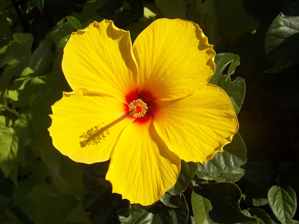 how to grow Hibiscus by cutting