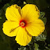 how to grow Hibiscus by cutting