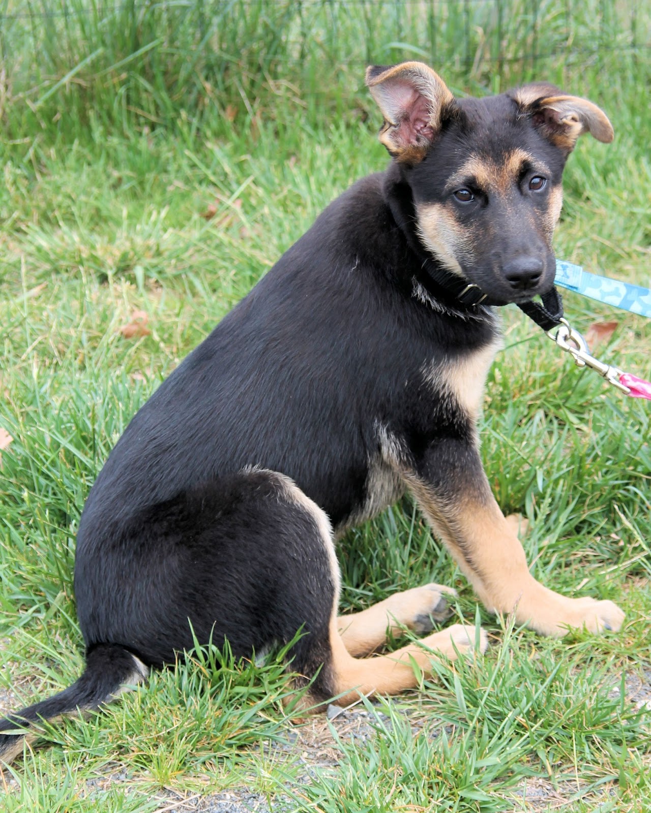 German Shepherd Chihuahua Mix Dog Training Home Dog Types