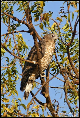 Oriental Honey buzzard