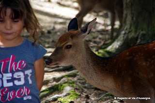 Parc animalier d'Auvergne