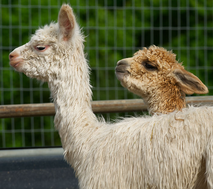 Red and the Peanut Alpacapaloosa