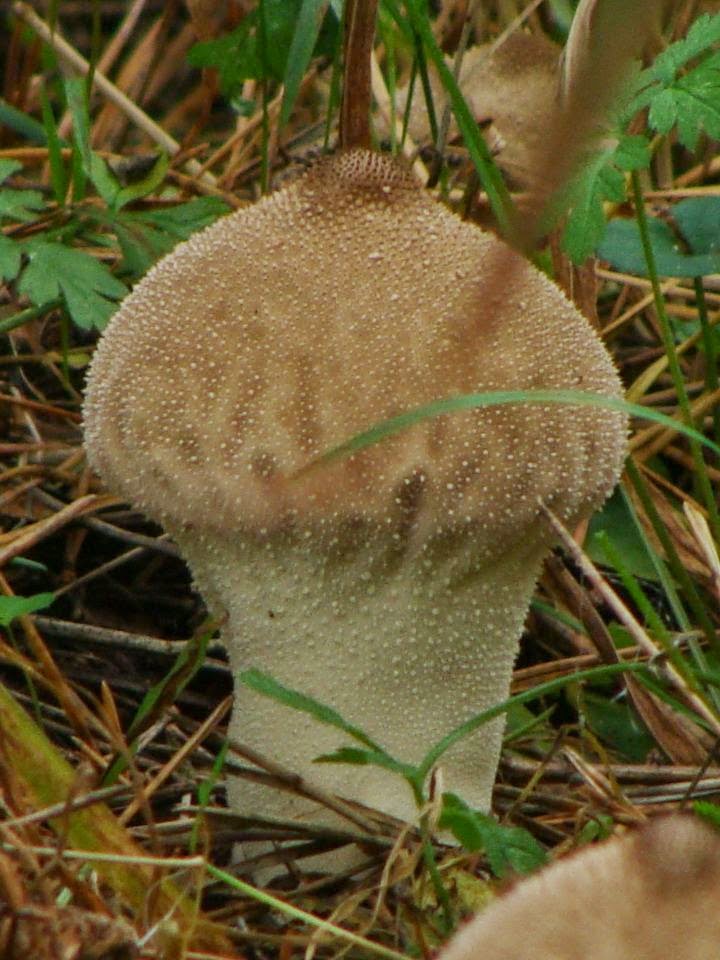 Handkea excipuliformis DSC24604