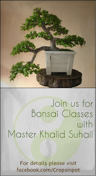 Bonsai Making  in Karachi