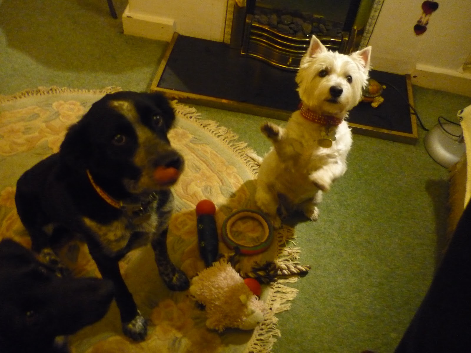 Dog boarding Cornwall to our guest home for dogs and pets