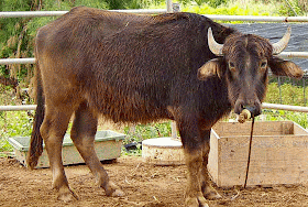 ring in nose, young water buffalo